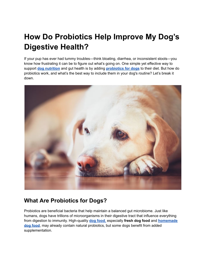 how do probiotics help improve my dog s digestive