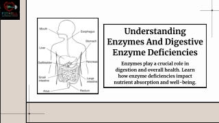 Understanding Digestive Enzymes: Functions, Deficiencies & Solutions.