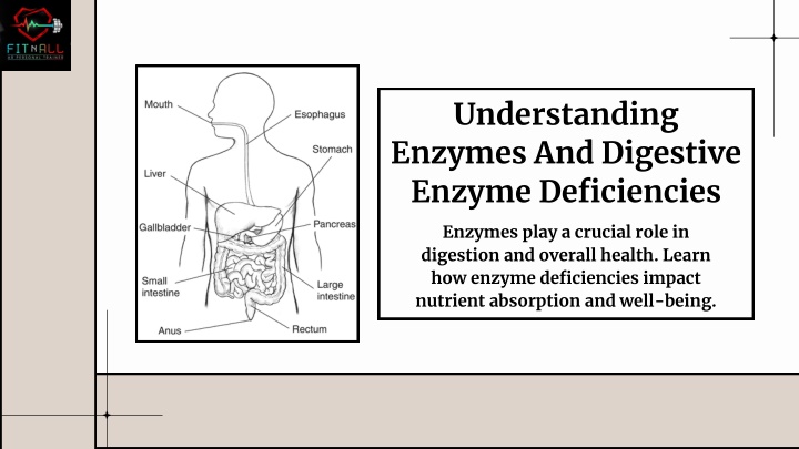 understanding enzymes and digestive enzyme