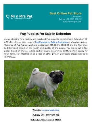 Pug Puppies For Sale In Dehradun