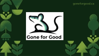 Expert Wildlife Damage Repair Services in Simcoe County
