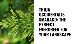 Enhance Your Landscape with Thuja Occidentalis Smaragd!