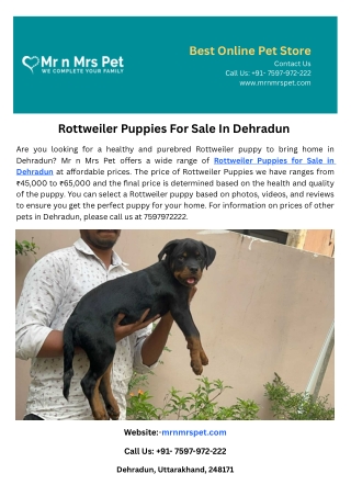 Rottweiler Puppies For Sale In Dehradun