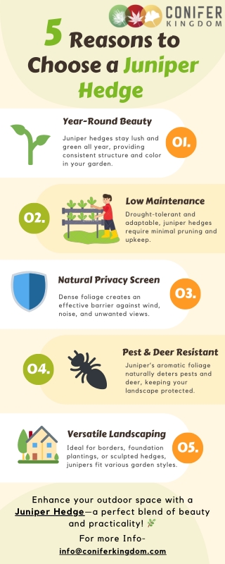 Juniper Hedge: A Natural Solution for Privacy and Wind Protection
