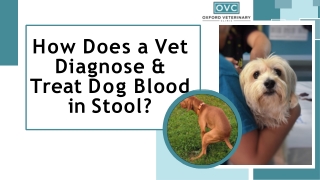 How Does a Vet Diagnose & Treat Dog Blood in Stool?