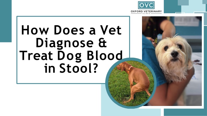 how does a vet diagnose treat dog blood in stool