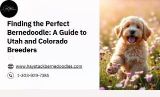 Top Bernedoodle Breeders You Can Trust