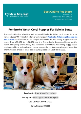 Pembroke Welsh Corgi Puppies For Sale In Surat