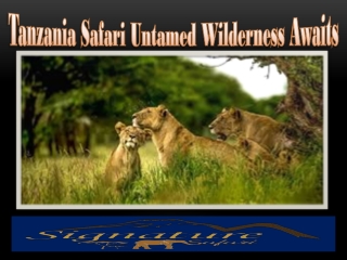 Tanzania Safari Untamed Wilderness Awaits