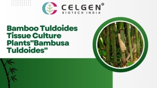 Explore a wide range of  Bamboo Tissue Culture Plants.