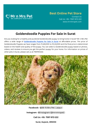 Goldendoodle Puppies For Sale In Surat