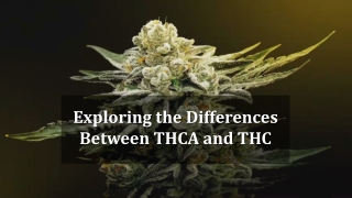 Exploring the Differences Between THCA and THC