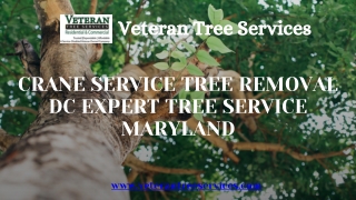 Crane Service Tree Removal DC Expert Tree Service Maryland