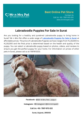 Labradoodle Puppies For Sale In Surat