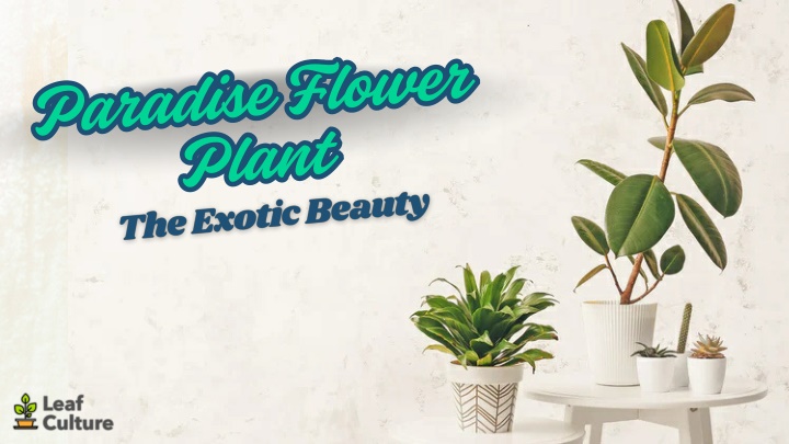 paradise flower plant plant