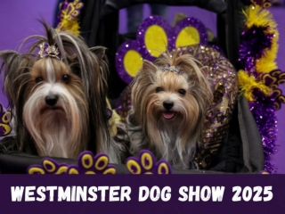 Westminster Dog Show 2025