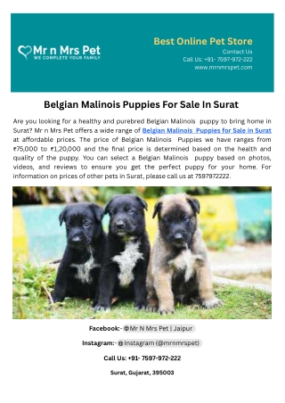 Belgian Malinois Puppies For Sale In Surat