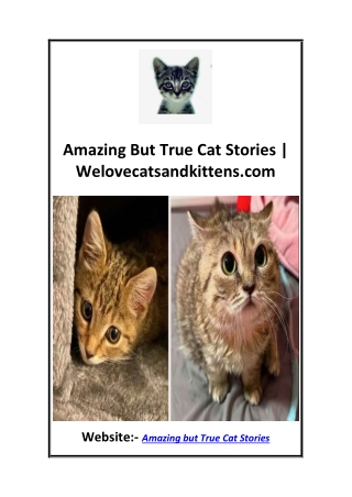 amazing but true cat stories welovecatsandkittens