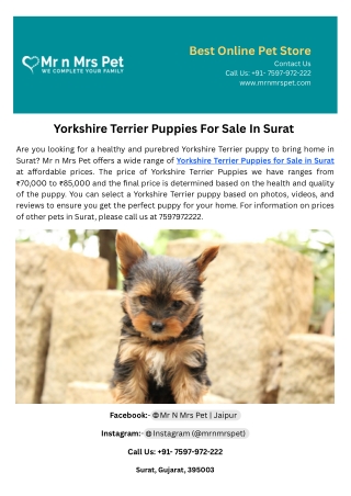 Yorkshire Terrier Puppies For Sale In Surat