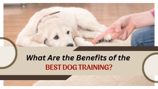 Regular Practice for Improving Dog Behavior