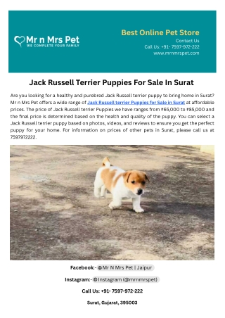 Jack Russell Terrier Puppies For Sale In Surat