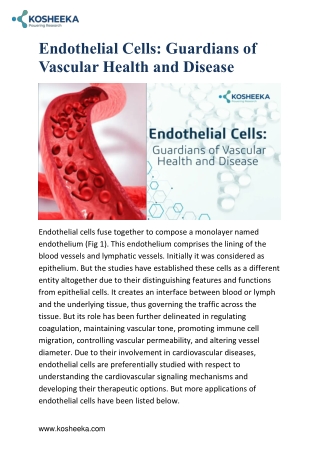 Endothelial Cells: Guardians of Vascular Health and Disease