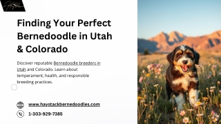 California Bernedoodle Breeders with a Reputation for Excellence