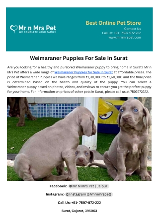 Weimaraner Puppies For Sale In Surat