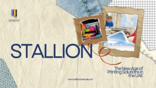 stallion