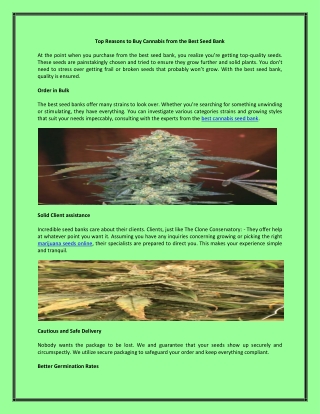 Buy Cannabis from the Best Seed Bank