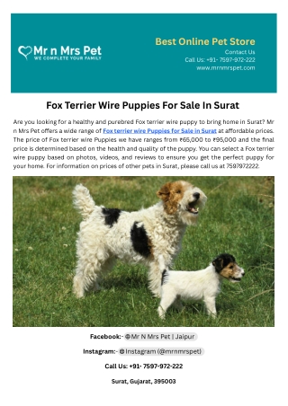 Fox Terrier Wire Puppies For Sale In Surat