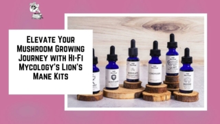 Elevate Your Mushroom Growing Journey with Hi-Fi Mycology’s Lion’s Mane Kits(1)