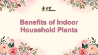 Benefits of Indoor Household Plants