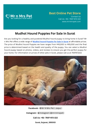 Mudhol Hound Puppies For Sale In Surat