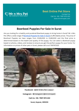 Boerboel Puppies For Sale In Surat