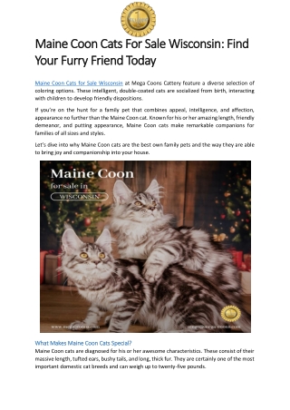 Maine Coon Cats For Sale Wisconsin- Find Your Furry Friend Today