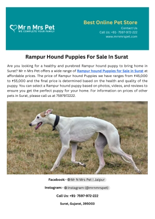 Rampur Hound Puppies For Sale In Surat