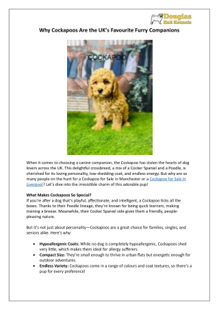 Bring Home a Cockapoo | UK Puppies for Sale from Reputable Breeders