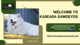 Samoyed Adults for sale