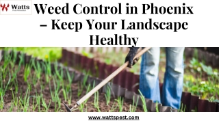 weed control in phoenix keep your landscape