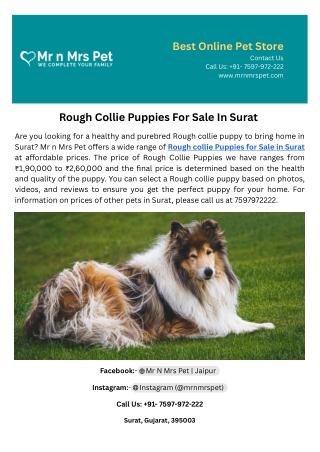 Rough Collie Puppies For Sale In Surat