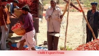 chilli export from india