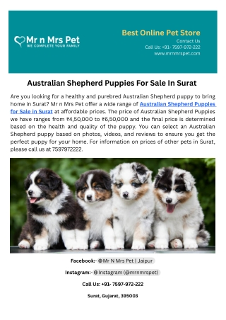 Australian Shepherd Puppies For Sale In Surat