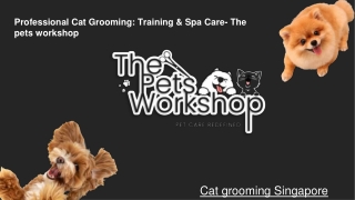 Professional Cat Grooming Training & Spa Care- The pets workshop