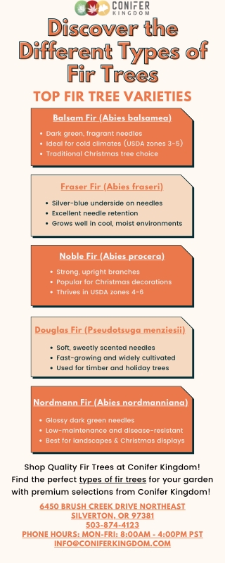 Christmas Tree Choices: Exploring the Best Types of Fir Trees