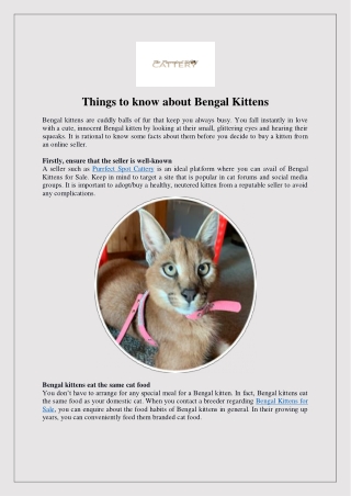 Things to know about Bengal Kittens
