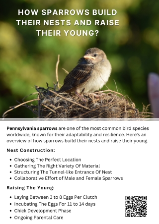 How Sparrows Build Their Nests and Raise Their Young?