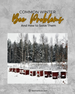 Common Winter Bee Problems and How to Solve Them