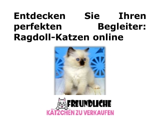 Entdecken Sie Ihren perfekten Begleiter Ragdoll-Katzen online