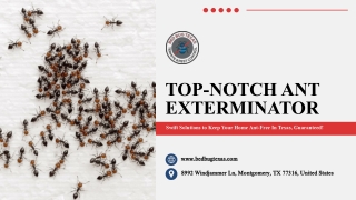 Professional Ant Exterminator Services in Texas